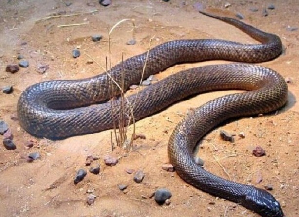 世界上最毒的五类生物-神奇动物-三支脚人才网