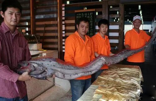 千年前海蛇记录曝光 巨型皇带鱼?